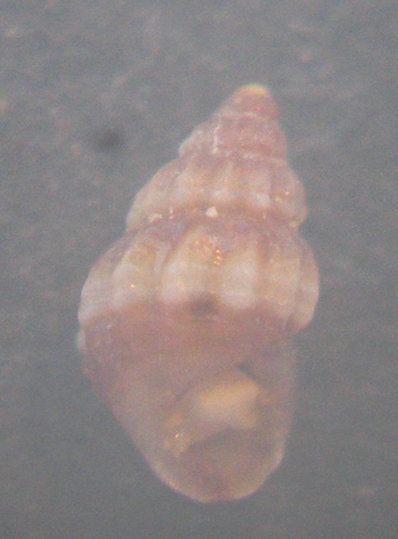 Alvania consociella?